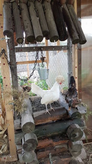 18379396_1879420392296602_1459553052_o - GAINI