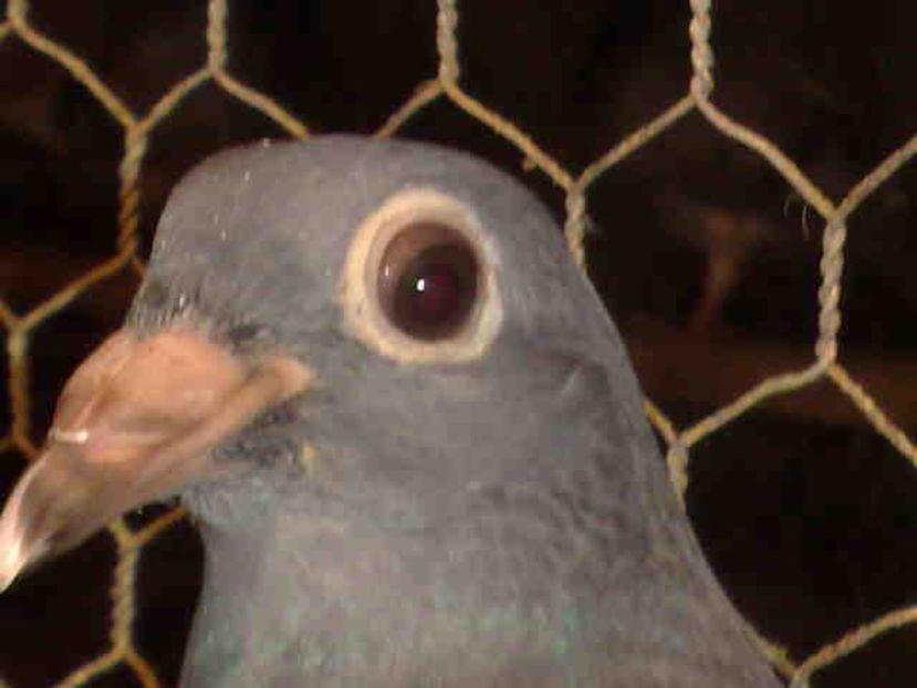  - Pui 2017-2018 -2019-2020 -2021-matca-doici-vind aproape tot lotul