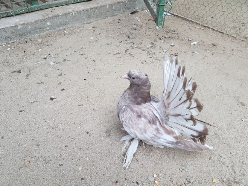 Fem 2017 - 6 ___PUI 2017 DIN RASELE PE CARE  LE DETIN