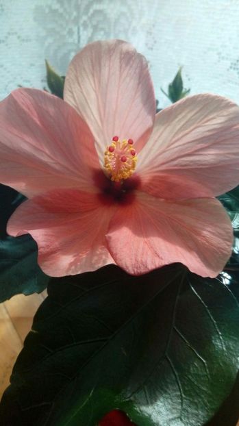 P_20170507_163600_ - Hibiscus