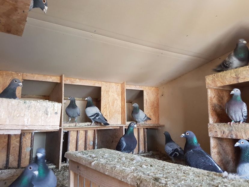 03 - Lotul de zbor 2017