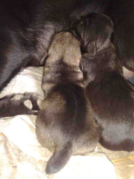  - Caini de sobolani-dihori-paza