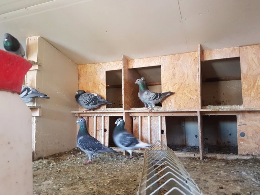 04 - Lotul de zbor 2017