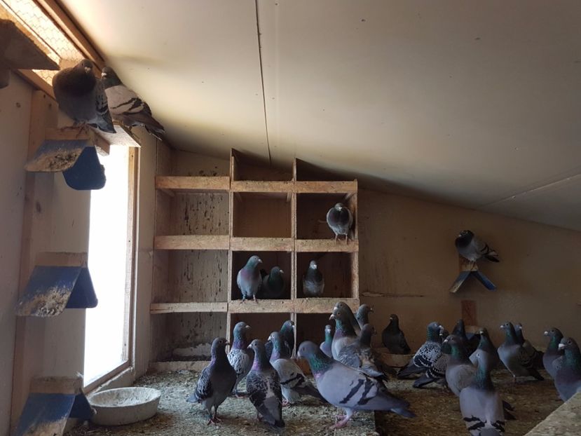 05 - Lotul de zbor 2017