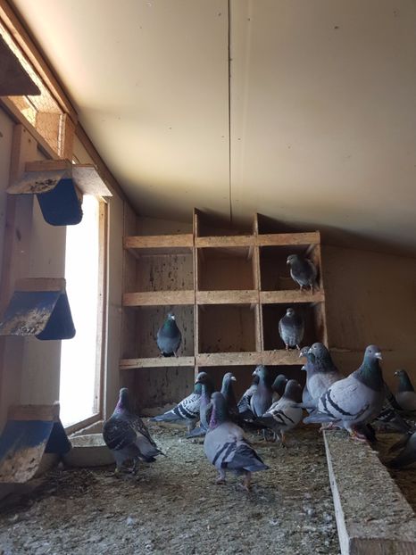 09 - Lotul de zbor 2017