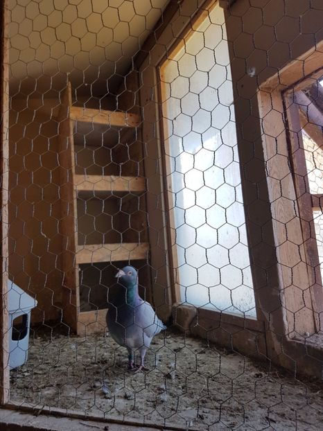 10 - Lotul de zbor 2017