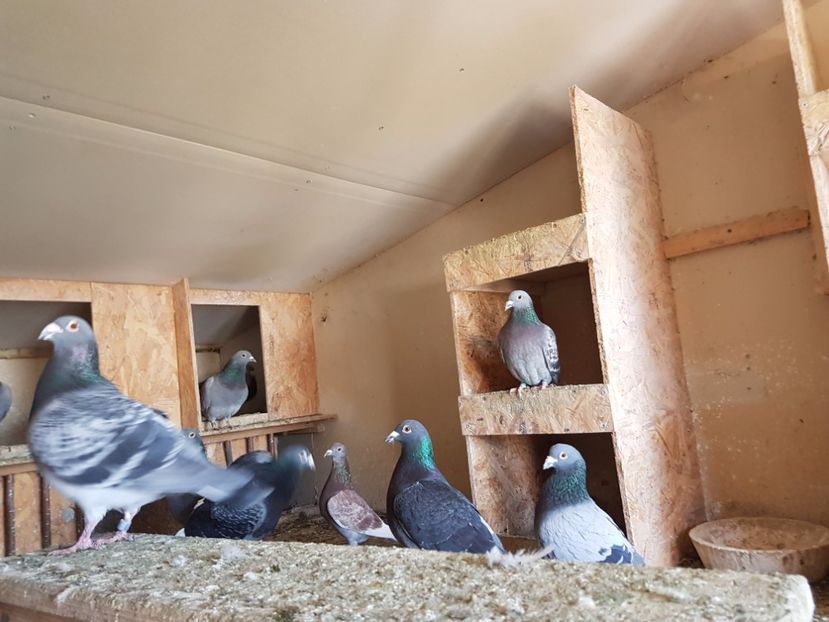 11 - Lotul de zbor 2017