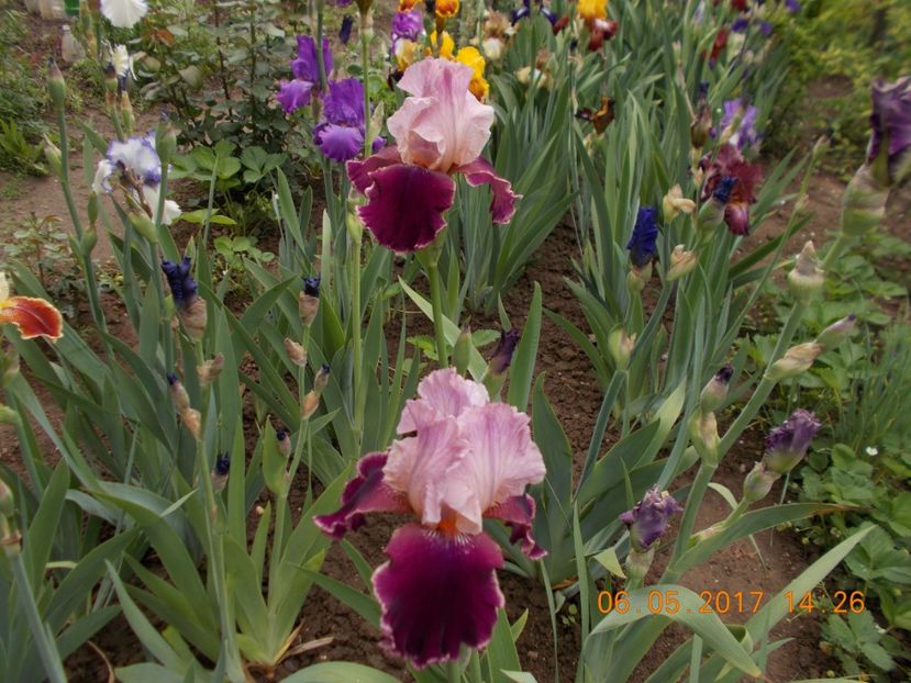 camelot rose - IRISI BARBATA ELATIOR SI INTERMEDIA  2017