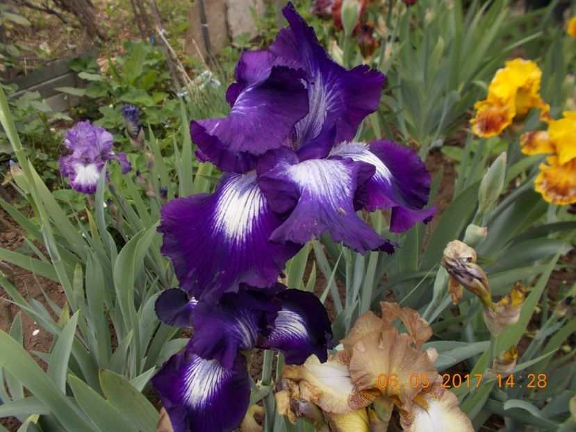 exotic star - IRISI BARBATA ELATIOR SI INTERMEDIA  2017