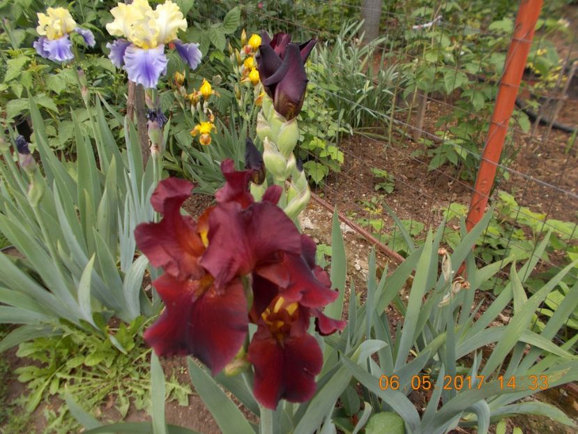 ? - IRISI BARBATA ELATIOR SI INTERMEDIA  2017