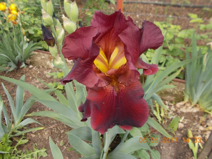  - IRISI BARBATA ELATIOR SI INTERMEDIA  2017