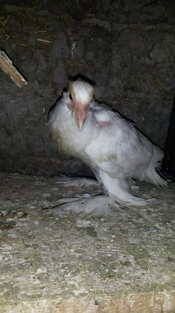 Gusat - pui 2017 din toate rasele