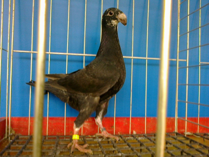 Fotografie12573 - GERMANI PUI 2017 si 2018