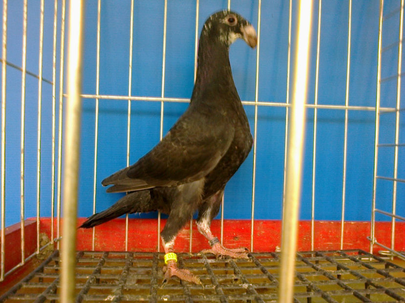 Fotografie12576 - GERMANI PUI 2017 si 2018