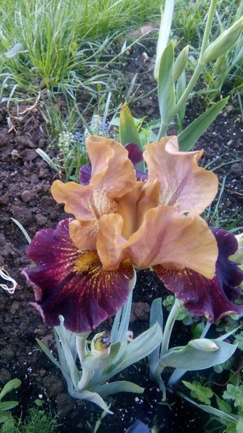  - Iris intermediar