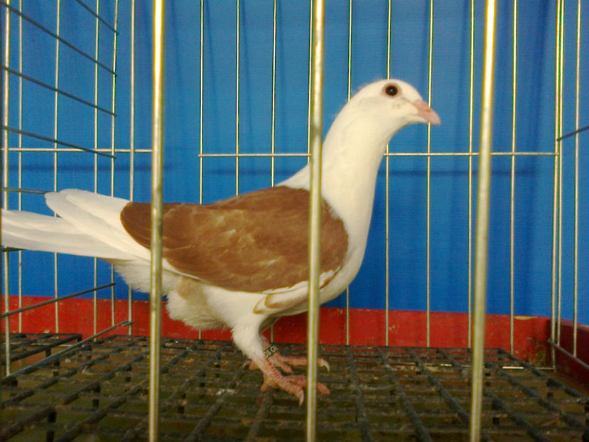 Fotografie12612 - VOIAJOR LIST PE GALBEN