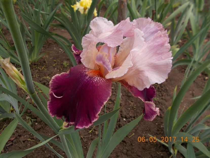 camelot rose - IRISI BARBATA ELATIOR SI INTERMEDIA  2017