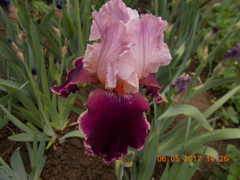 camelot rose - IRISI BARBATA ELATIOR SI INTERMEDIA  2017