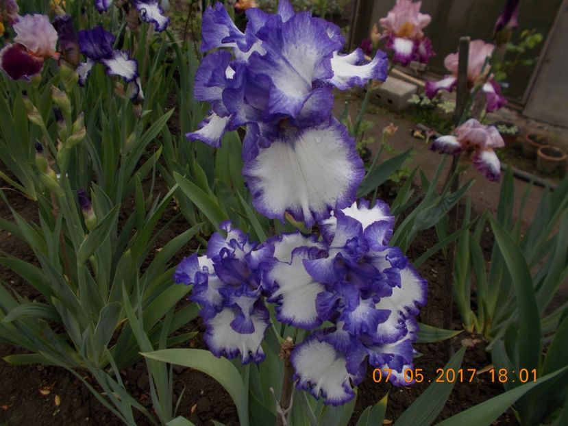 american classic - IRISI BARBATA ELATIOR SI INTERMEDIA  2017