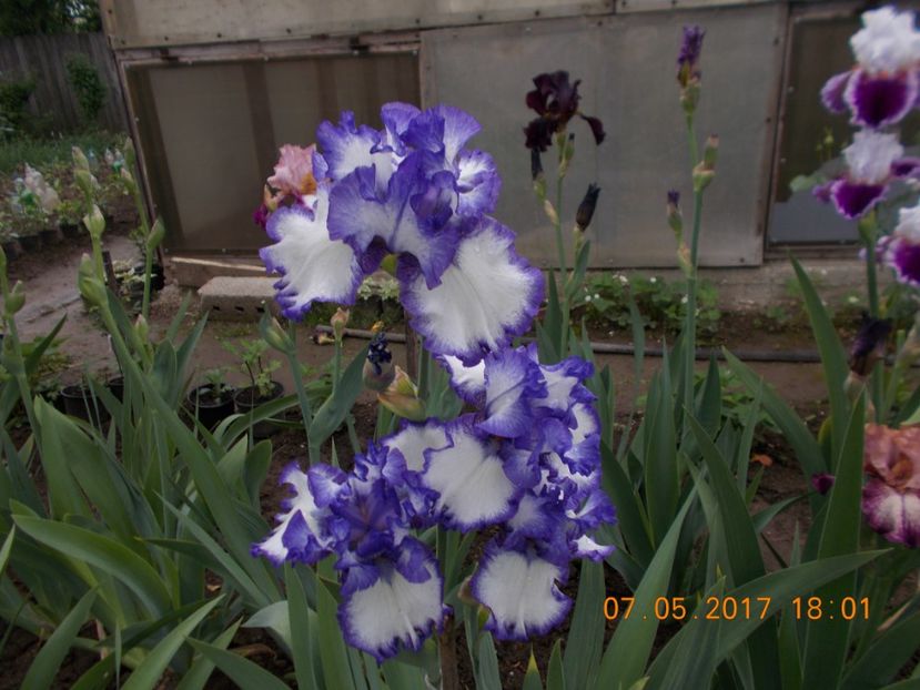 america classic - IRISI BARBATA ELATIOR SI INTERMEDIA  2017