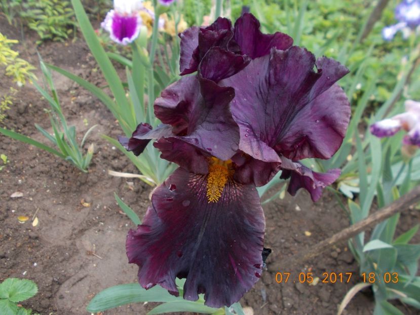 hell's fire - IRISI BARBATA ELATIOR SI INTERMEDIA  2017