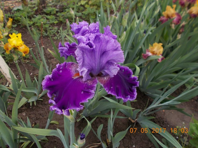 louisa's song - IRISI BARBATA ELATIOR SI INTERMEDIA  2017