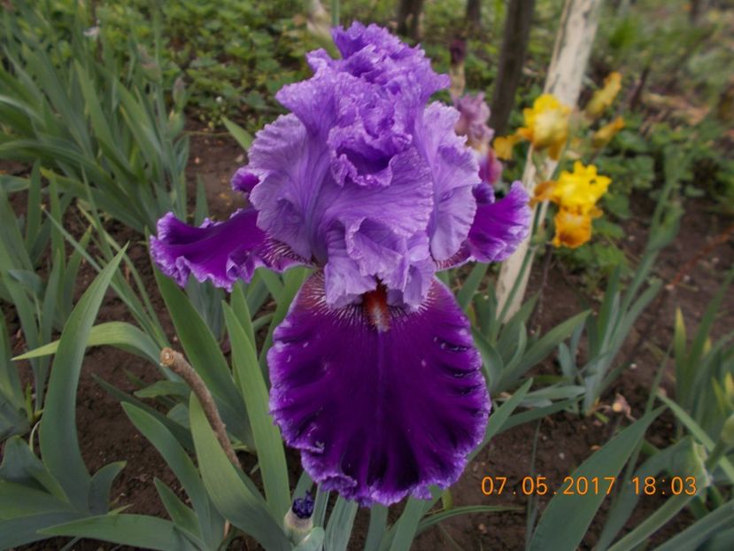 louisa's song - IRISI BARBATA ELATIOR SI INTERMEDIA  2017