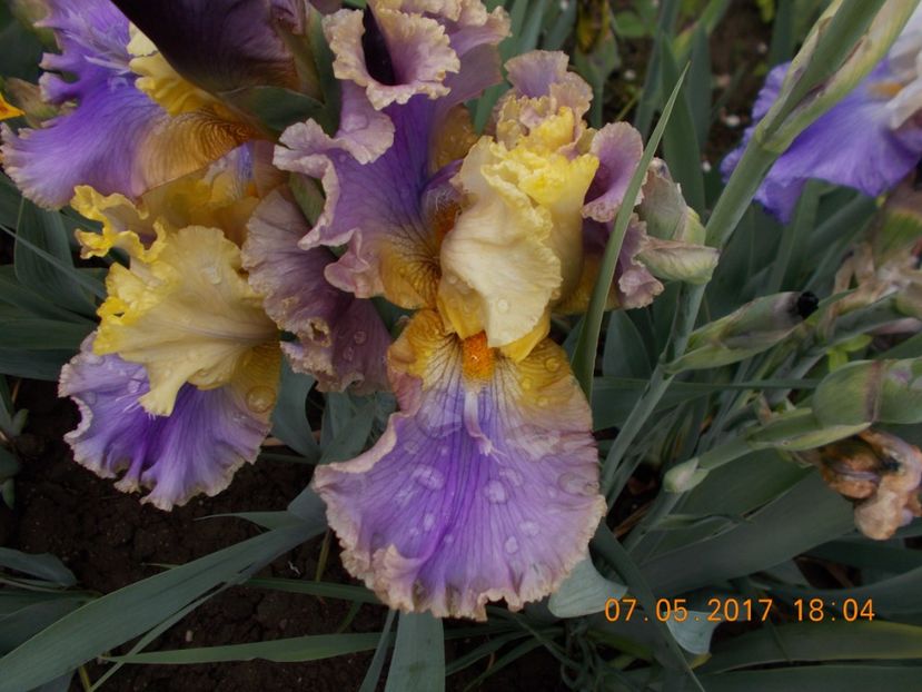 doodads - IRISI BARBATA ELATIOR SI INTERMEDIA  2017