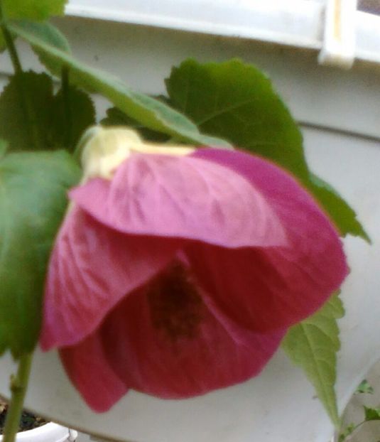  - colecția mea de abutiloni din seminte