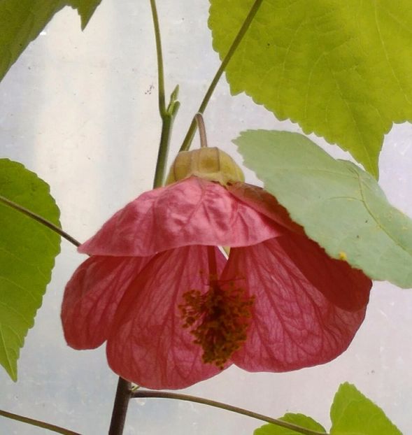  - colecția mea de abutiloni din seminte