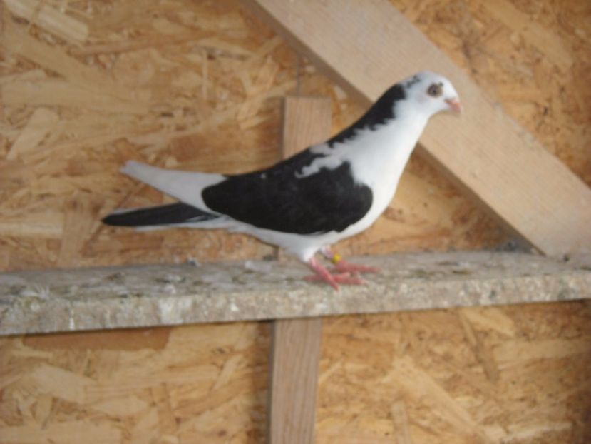 cazator 2017 - PUISORI  2017