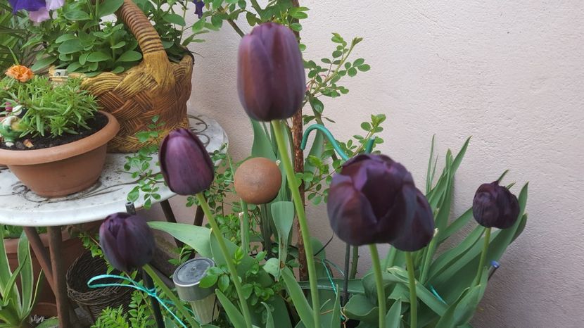  - Mai 2017