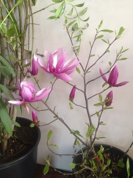 image - Primavara2017