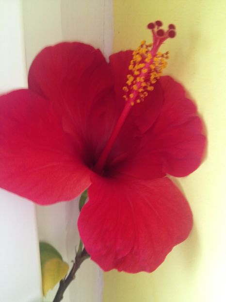 image - Primavara2017