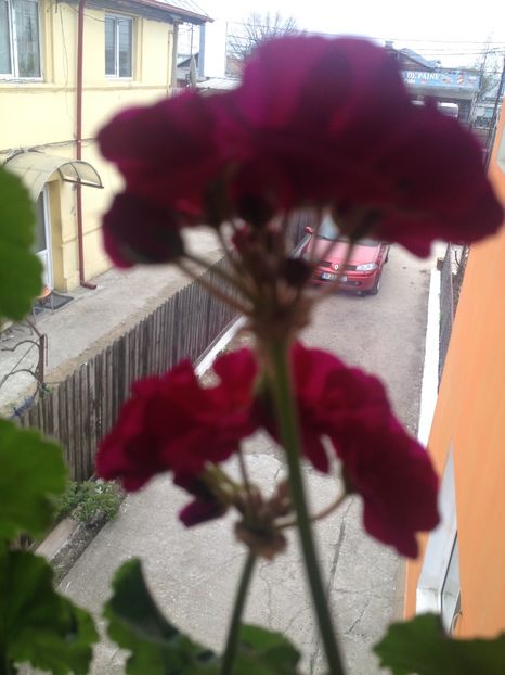 image - Primavara2017