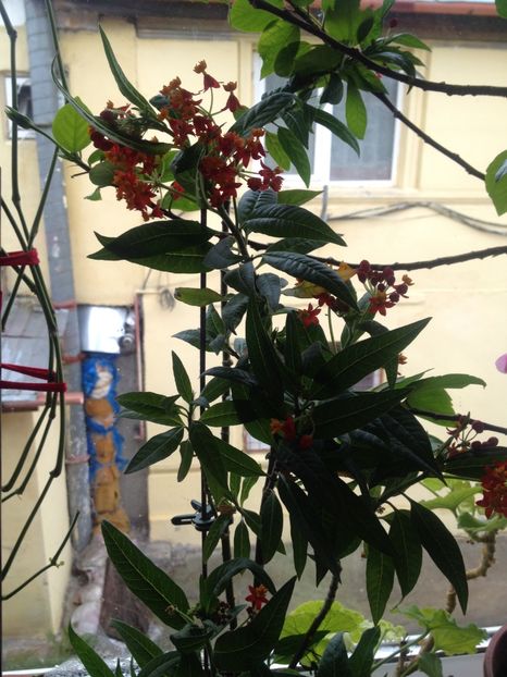 image - Primavara2017