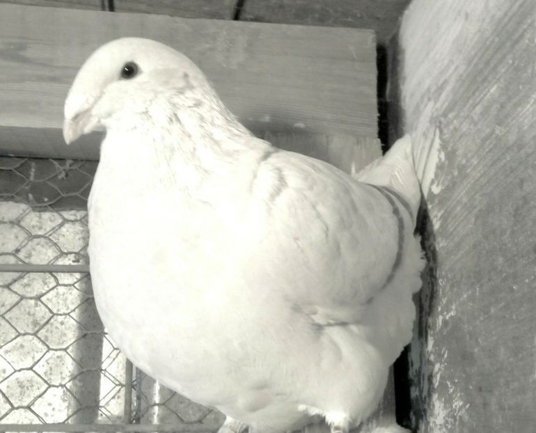 Ochiul ALB - - A - EU