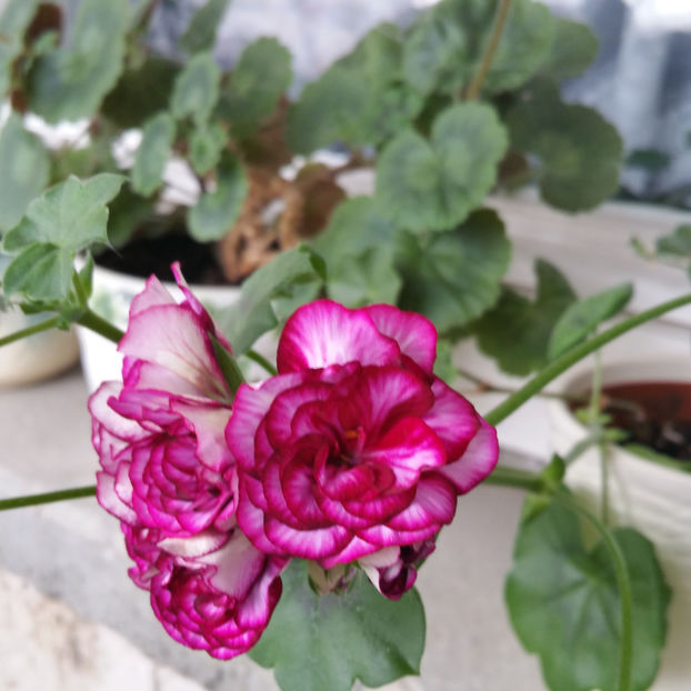  - Muscate 2013 2022