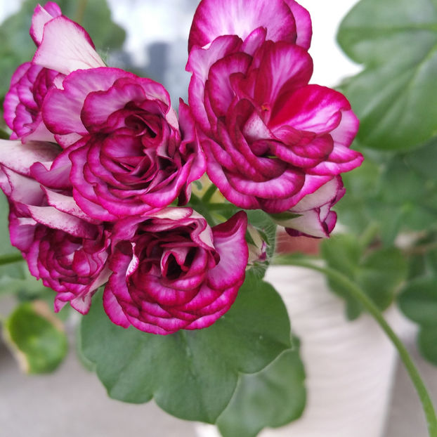  - Muscate 2013 2022