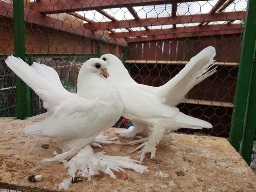 Rostow 2017 - 6 ___PUI 2017 DIN RASELE PE CARE  LE DETIN