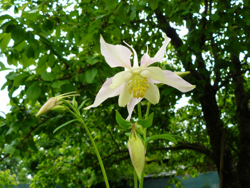 Aquilegia Swan Lavander - 2017 Mai_Idilic Garden