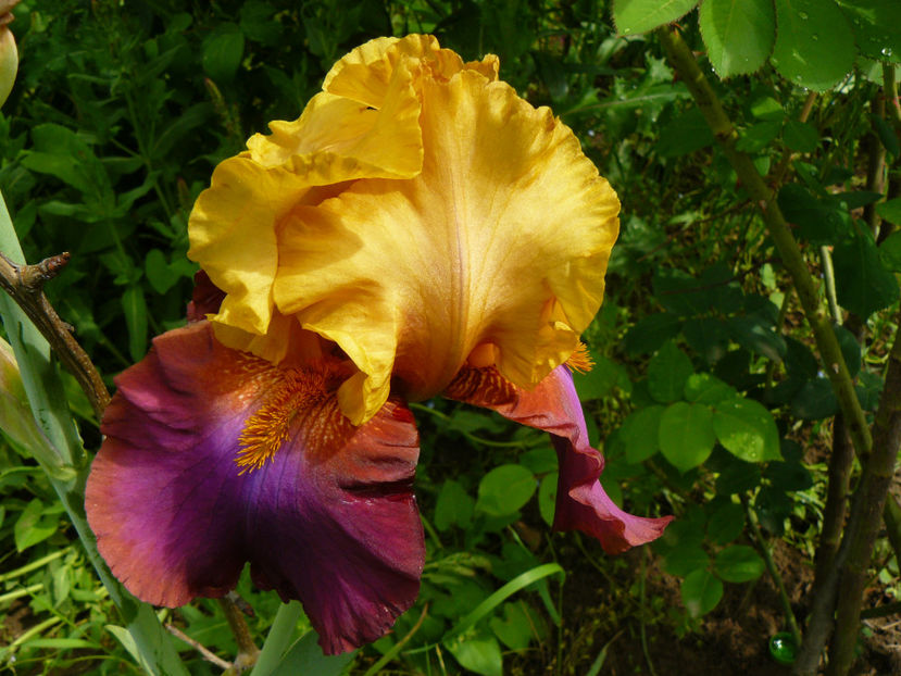 Gala Madrid - 2017 Mai_Idilic Garden