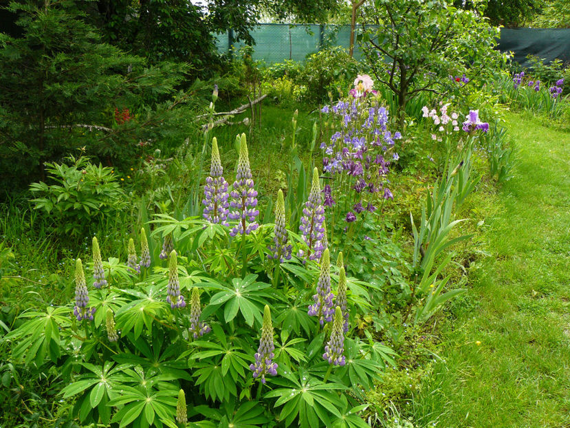 Aleea Irislandia - 2017 Mai_Idilic Garden