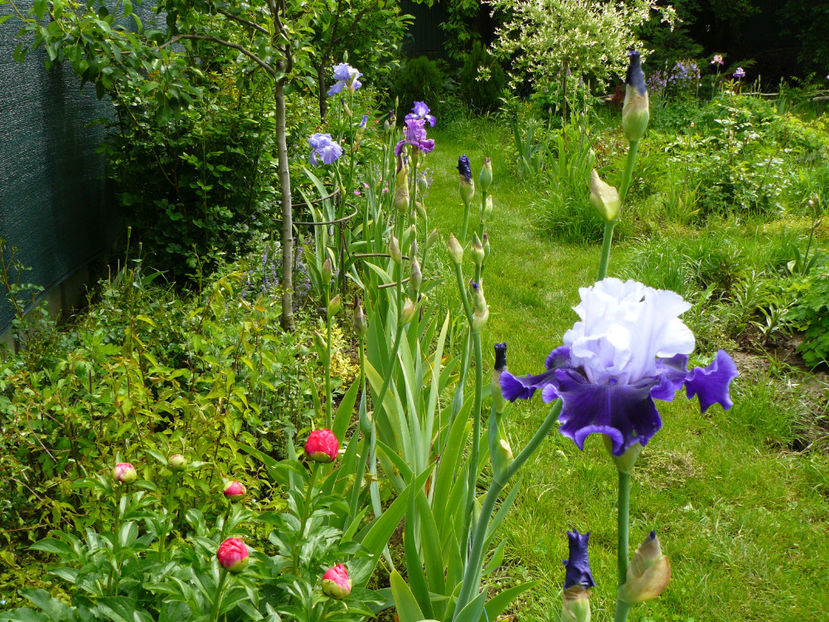 World Premier - 2017 Mai_Idilic Garden