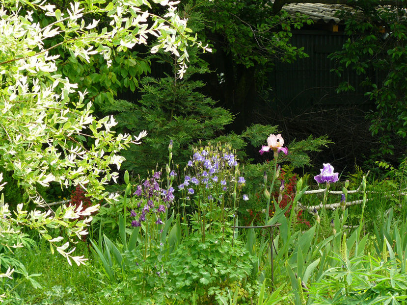 Irislandia la debut :-) - 2017 Mai_Idilic Garden