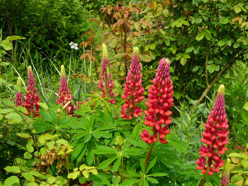 Lupin Lidl 2015 - 2017 Mai_Idilic Garden