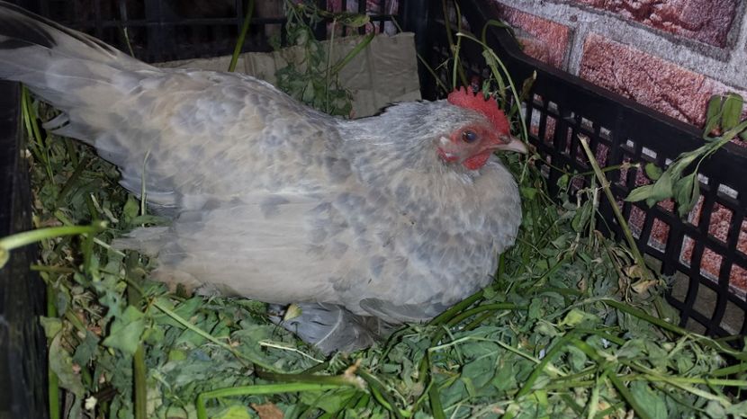  - 1 Mii de flori Isabel Portelan