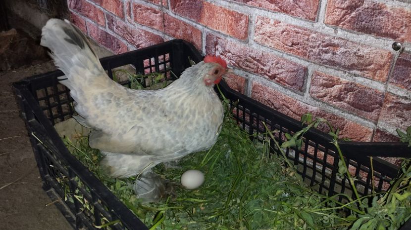  - 1 Mii de flori Isabel Portelan