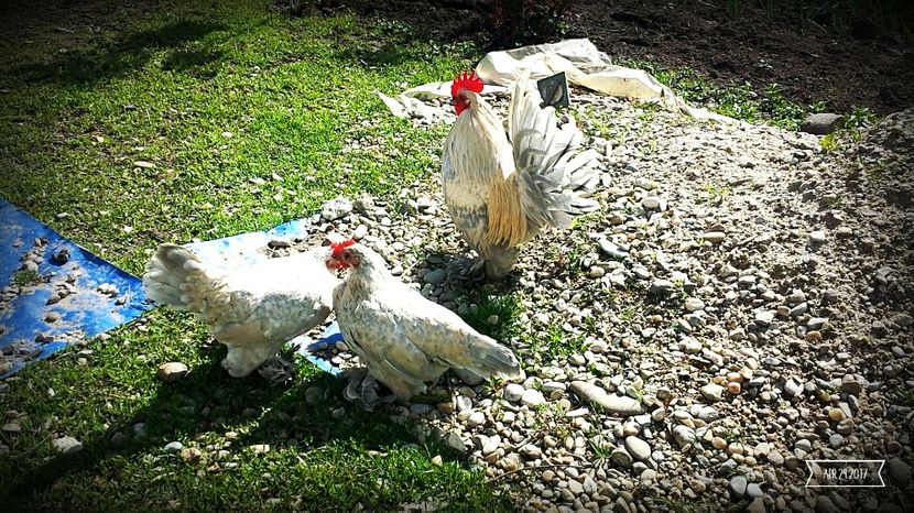  - 1 Mii de flori Isabel Portelan