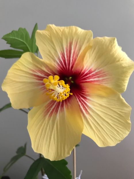 A doua floare 08.05.2017 - Fidjian Yellow